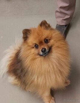 Pomeranian