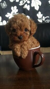 Cavapoo
