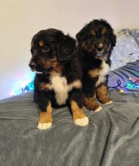 Bernský salašnícky pes / bernsky salasnicky pes