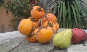 predám HURMIKAKI - 1