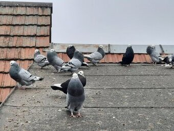 Predám slovenských hrvoliakov