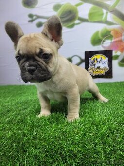 Francúzsky buldoček