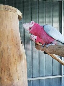 Kakadu ružový  na dokrmenie - 1