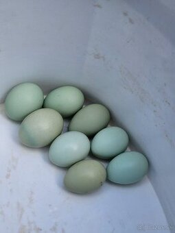 Nasadove vaj.araucana lavender,araucana,hodvabnicka usa