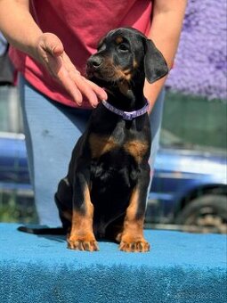 Doberman s PP FCI - 1