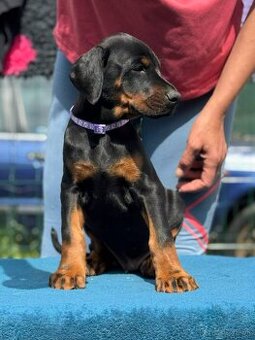 Doberman s PP FCI