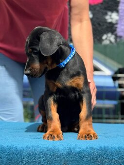Doberman s PP FCI