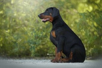Doberman s PP FCI