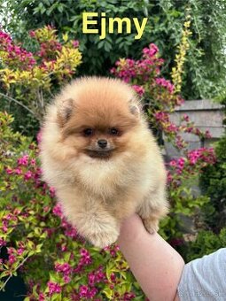 Pomeranian FCI
