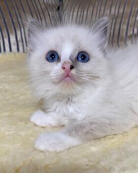 Ragdoll bez pp