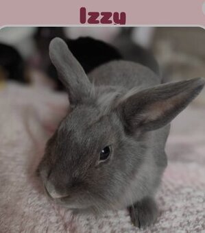 Izzy na adopciu