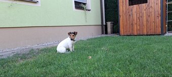 Jack russel terier 2 rocny
