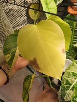 Monstera aurea