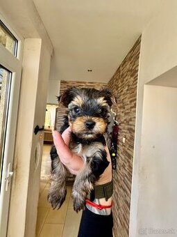 Yorkshire terrier