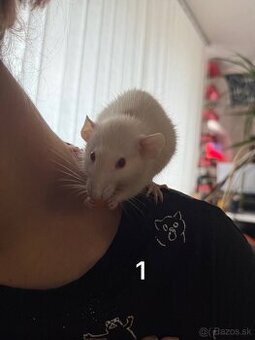Hľadáme nový dom pre potkanov