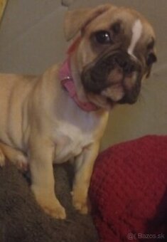 Francúzsky buldoček