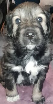 Predám šteniatka mix Labrador a Sibírsky husky - 1