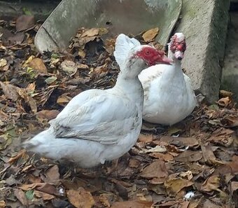 Predám kačice pižmové