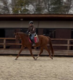 Ambiciózny valach do športu