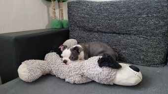 Bostonský terier. - 1