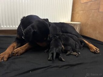 Predám šteniatka rotvajlera (RTW)