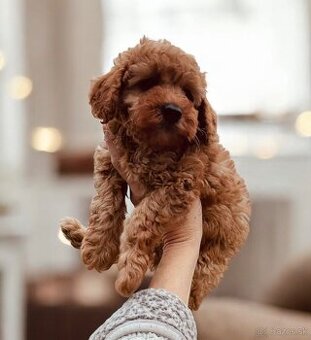 Miniature Poodle Pudel Girl Pudlik