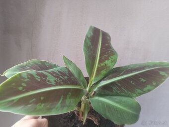 Bananovnik Dwarf Cavendish