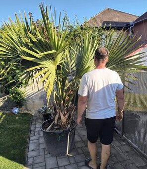 Sabal brazoriensis mrazuvzdornu palmu -16