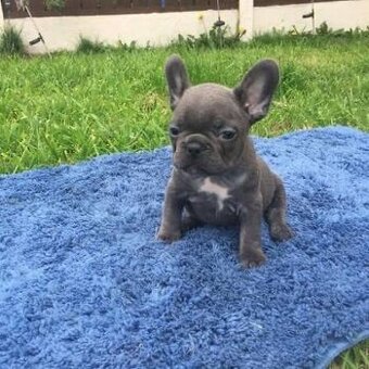 Francuzský Buldoček - Darujem