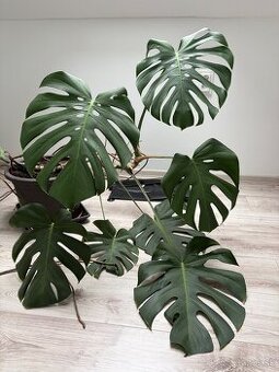 Monstera