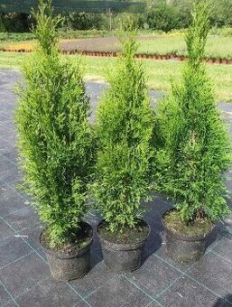 Tuja západná "Smaragd"