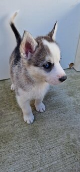 Steniatka husky