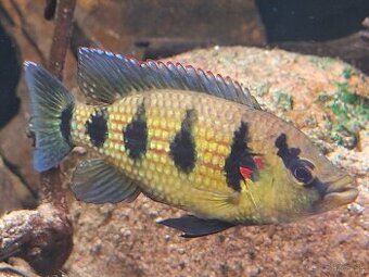 Predam Hemichromis elongatus Minna Niger F1