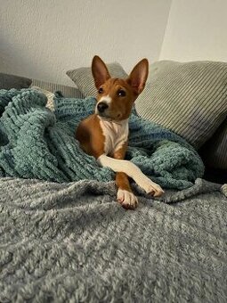 šteniatko basenji
