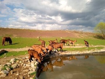 Hneda kratkosrsta koza s POP