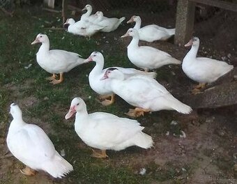 KAČKY z domáceho chovu / kmeň “barbárie”