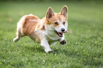 adoptujem corgiho