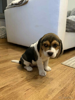 Beagle, bígel, bígl