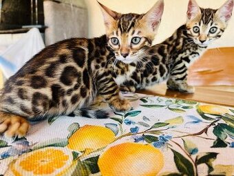 Bengalske mačiatka, bengalska mačka s Rodokmeňom