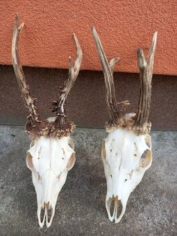 2ks srnčie trofeje - 1