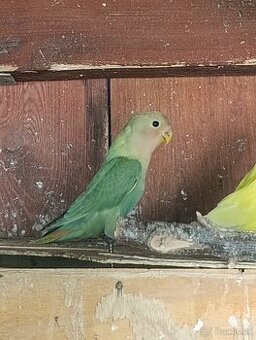 Agapornis ružovohrdly