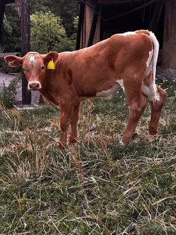 Predám jalovičku charolais - 1