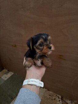 Predám šteniatka yorkshirskeho teriéra