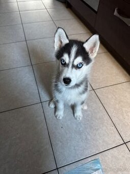 Sibírsky Husky  8 týždnový chlapec