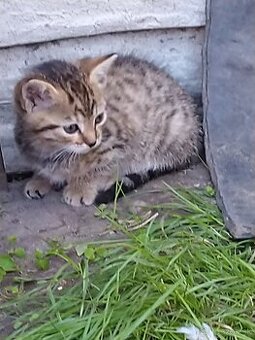 Darujem do dobrých rúk roztomilé mačičky