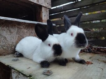 Kalifornský černý - tetované samice s PP