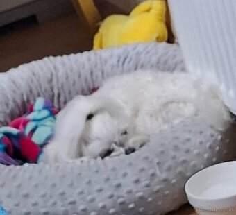 Darujem Maltezačika.