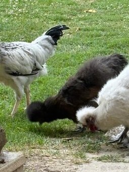 Predám kohútika Hodvabničky