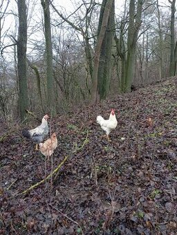 Predám 5 mesačnych kohútikov. - 1