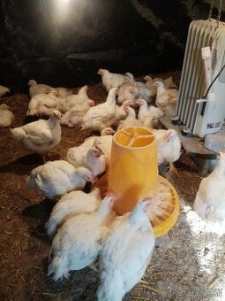 Predám očistené domáce kurence